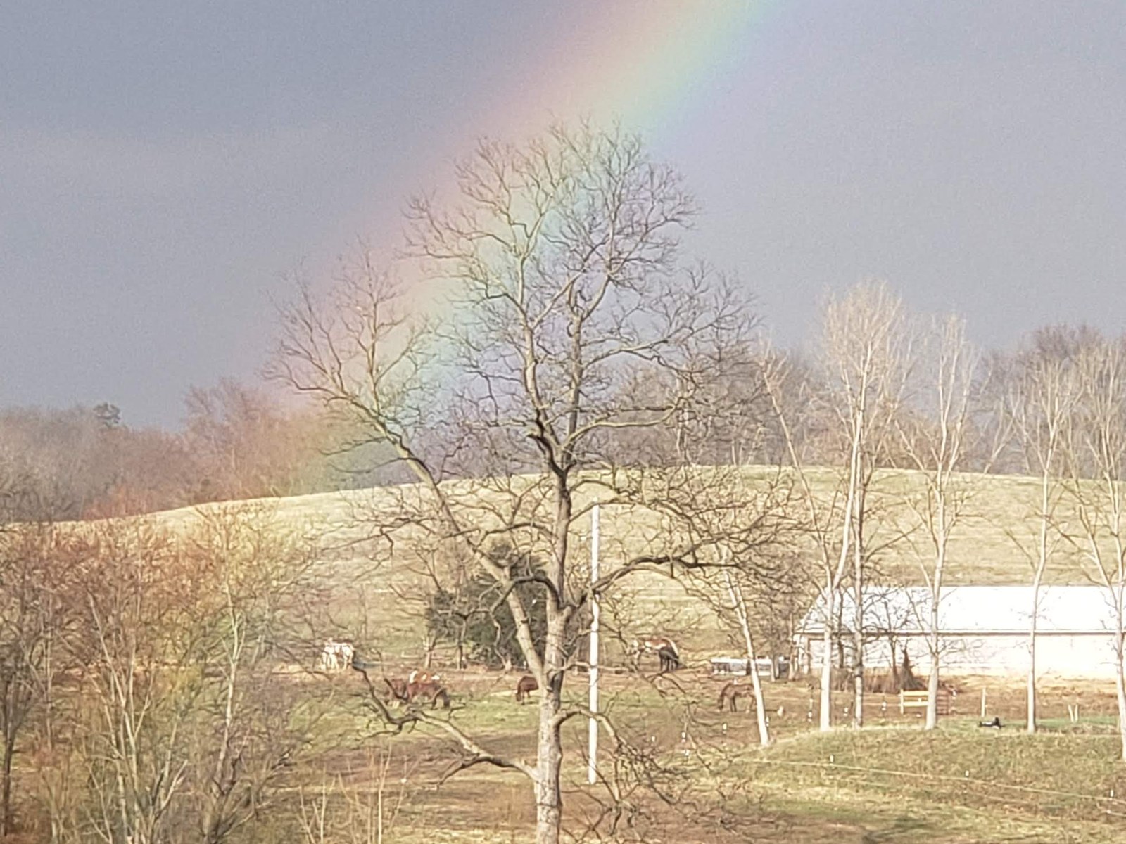 Horses grazing under a rainbow on pasture at BV Farms in Defiance, Missouri