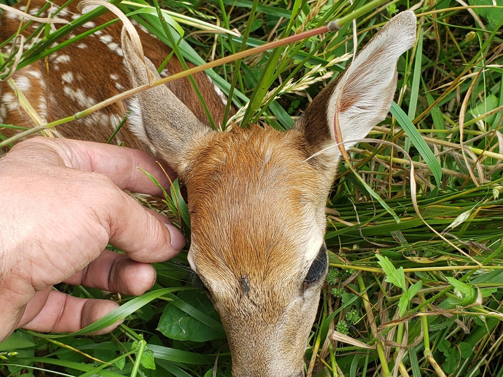 Wildlife on the farm — a fawn in the grass at BV Farms